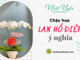Chậu hoa Lan Hồ Điệp cực kì ý nghĩa làm quà chúc mừng