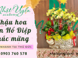 Những chậu hoa Lan Hồ Điệp chúc mừng đẹp, giao hoa nhanh tại Thủ Đức