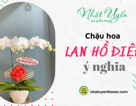 Chậu hoa Lan Hồ Điệp cực kì ý nghĩa làm quà chúc mừng