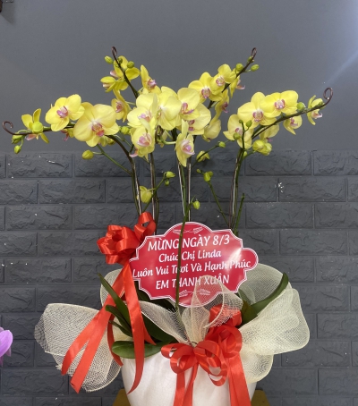 Chậu Lan Hồ Điệp Vàng Chúc Mừng HCM-0006