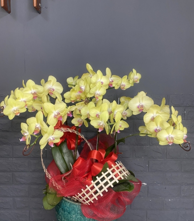 Chậu Lan Hồ Điệp Vàng Chúc Mừng HCM-0007