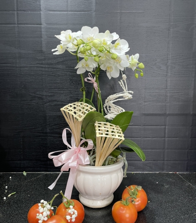 Chậu Lan Hồ Điệp Trắng Chúc Mừng HCM-0011