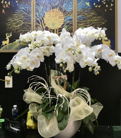 Chậu Lan Hồ Điệp Trắng Chúc Mừng HCM-0010