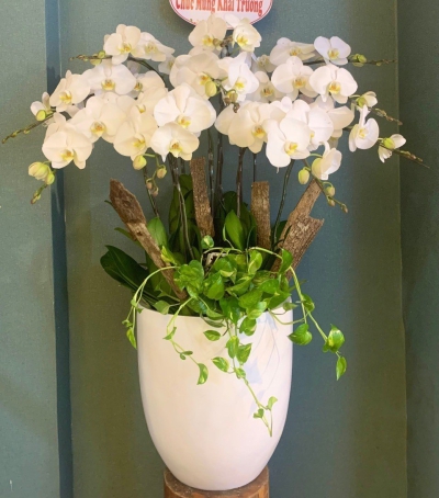 Chậu Lan Hồ Điệp Trắng Chúc Mừng HCM-0122