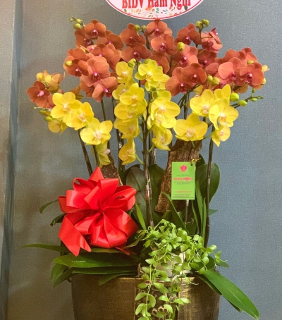Chậu Lan Hồ Điệp Chúc Mừng HCM-0030