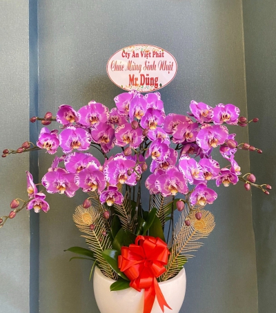 Chậu Lan Hồ Điệp Tím Chúc Mừng HCM-1018