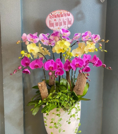 Chậu Lan Hồ Điệp Chúc Mừng HCM-3011