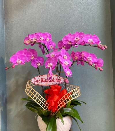 Chậu Lan Hồ Điệp Tím Chúc Mừng HCM-1986