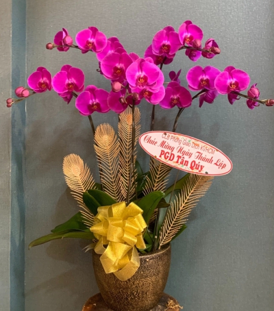 Chậu Lan Hồ Điệp Tím Chúc Mừng HCM-2311