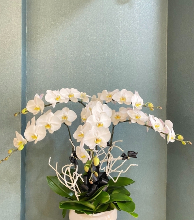 Chậu Lan Hồ Điệp Trắng Chúc Mừng HCM-0211