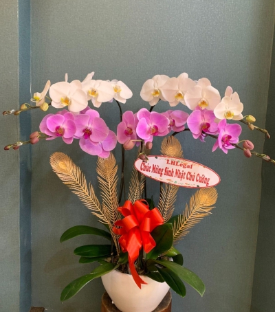 Chậu Lan Hồ Điệp Chúc Mừng HCM-0292