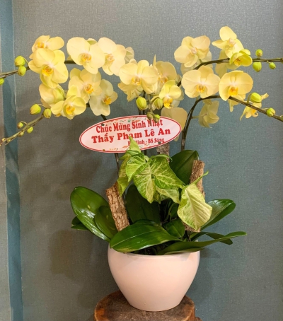 Chậu Lan Hồ Điệp Vàng Chúc Mừng HCM-1802