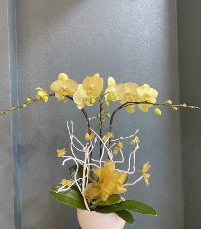 Chậu Lan Hồ Điệp Vàng Chúc Mừng HCM-0110