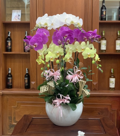 Chậu Lan Hồ Điệp Chúc Mừng HCM-0720