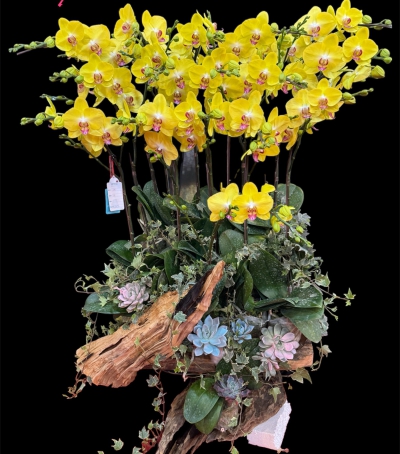 Chậu Lan Hồ Điệp Vàng Chúc Mừng HCM-0541