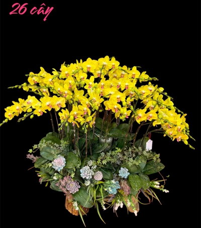 Chậu Lan Hồ Điệp Vàng Chúc Mừng HCM-0312 