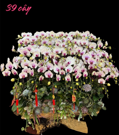 Chậu Lan Hồ Điệp Chúc Mừng HCM-0284 