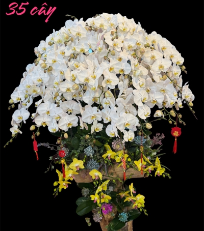 Chậu Lan Hồ Điệp Trắng Chúc Mừng HCM-0201 