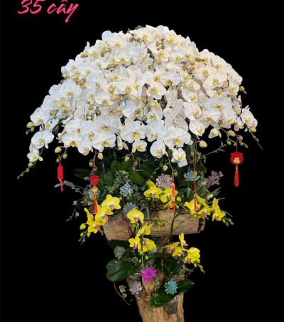 Chậu Lan Hồ Điệp Trắng Chúc Mừng HCM-0203 