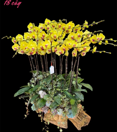 Chậu Lan Hồ Điệp Vàng Chúc Mừng HCM-0465 