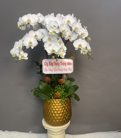 Hoa Lan Hồ Điệp Chúc Mừng - 01