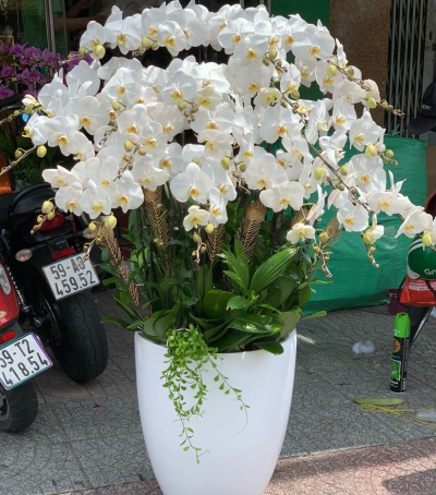 Hoa Lan Hồ Điệp Chúc Mừng - 02