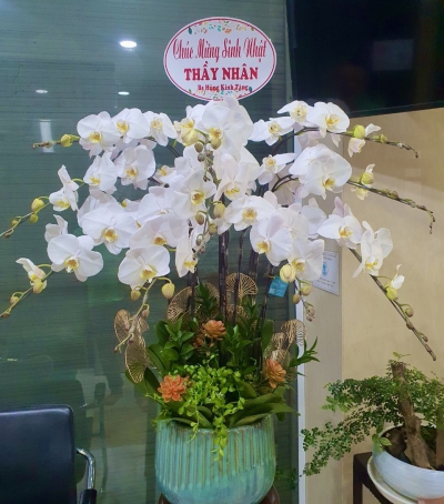 Hoa Lan Hồ Điệp Chúc Mừng - 03
