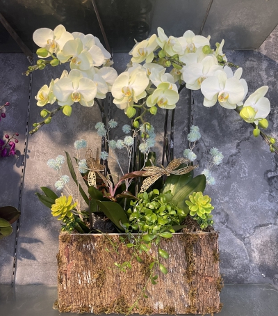 Hoa Lan Hồ Điệp Chúc Mừng - 08