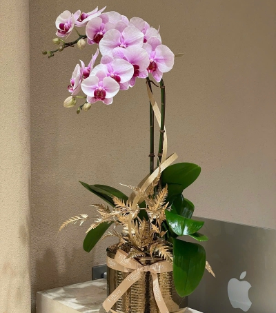 Chậu Hoa Lan Hồ Điệp Tím - Vẻ Đẹp Quý Phái & Sang Trọng