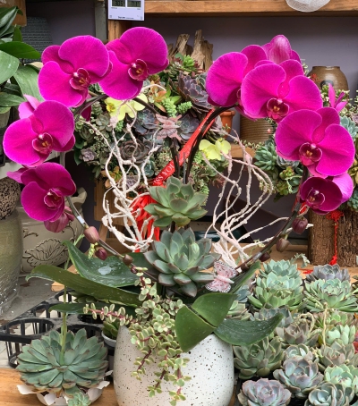 Lan Hồ Điệp Phối Sen Đá