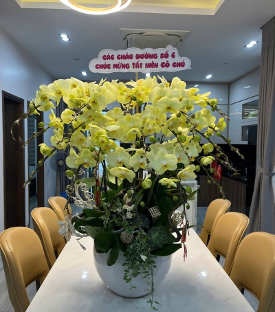 Lan Hồ Điệp Vàng Chúc Mừng