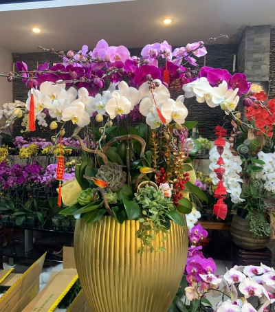 Bình Lan Hồ Điệp Chúc Mừng