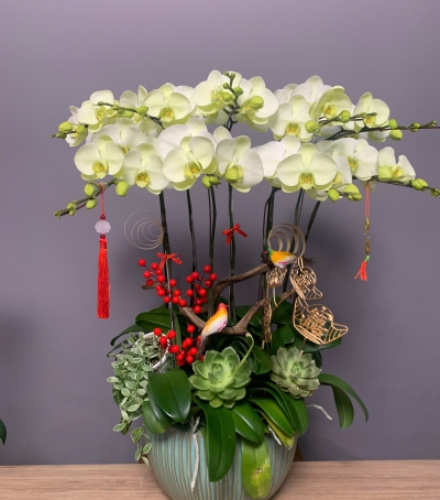 Chậu Hoa Lan Hồ Điệp Trắng Phớt Vàng - Vẻ Đẹp Tinh Tế & Sang Trọng