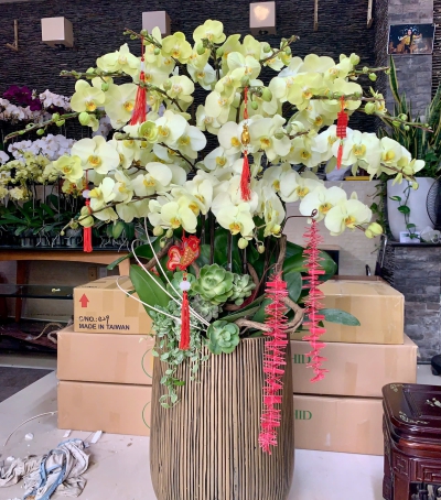 Hoa Lan Hồ Điệp Chúc Mừng NU899