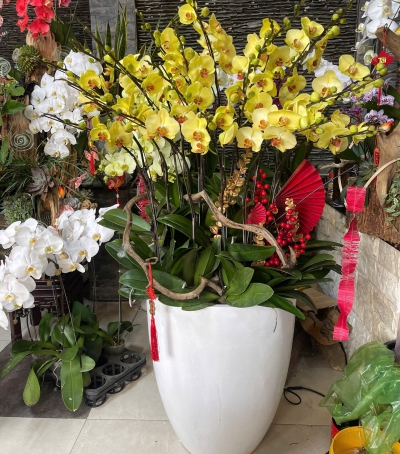 Hoa Lan Hồ Điệp Chúc Mừng NU229