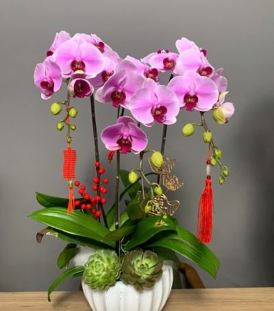 Lan Hồ Điệp Tím Chúc Mừng NU21