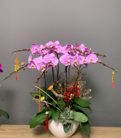 Hoa Lan Hồ Điệp Tím Chúc Mừng