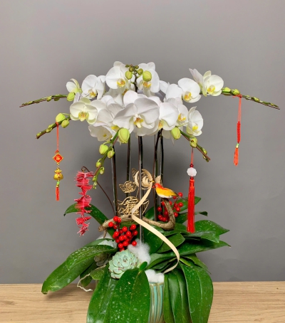 Hoa Lan Hồ Điệp Trắng Chúc Mừng