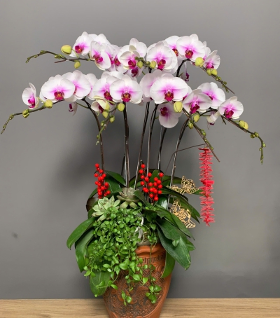 Lan Hồ Điệp Vàng Chúc Mừng NU88