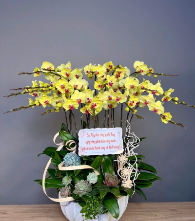 Lan Hồ Điệp Vàng Chúc Mừng 79