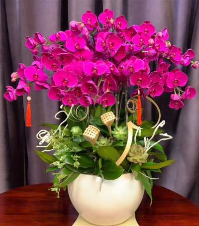 Lan Hồ Điệp Tím Chúc Mừng 74