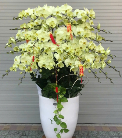 Lan Hồ Điệp Vàng Chúc Mừng 71