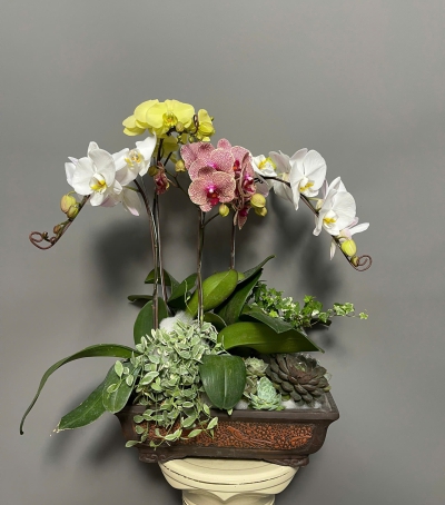 Lan Hồ Điệp Phối Chúc Mừng 23