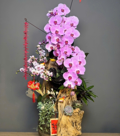 Lan Hồ Điệp Tím Siêu Xinh 