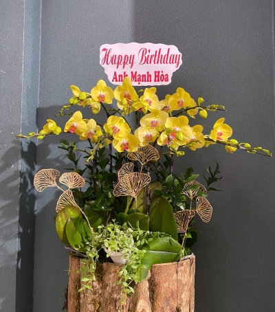 Hoa Lan Hồ Điệp Chúc Mừng Sinh Nhật