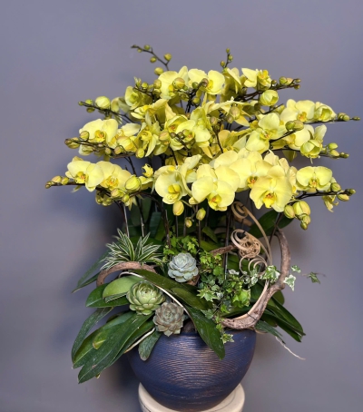 Lan Hồ Điệp Vàng Chúc Mừng 45