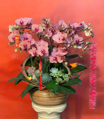 Lan Hồ Điệp Phối Sen Đá Chúc Mừng