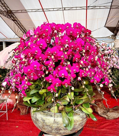 Lan Hồ Điệp Tím Chúc Mừng N09