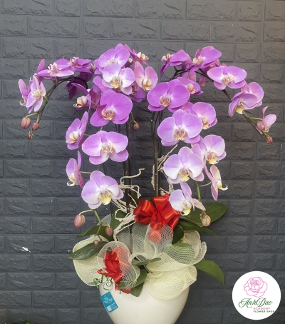 Chậu Lan Hồ Điệp Tím Chúc Mừng HCM-0002