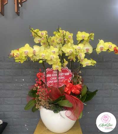 Chậu Lan Hồ Điệp Vàng Chúc Mừng HCM-0004
